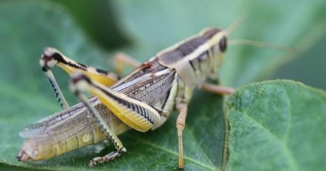 Drought Insect Three insect pests could dominate in drought areas | Crop Conditions ...