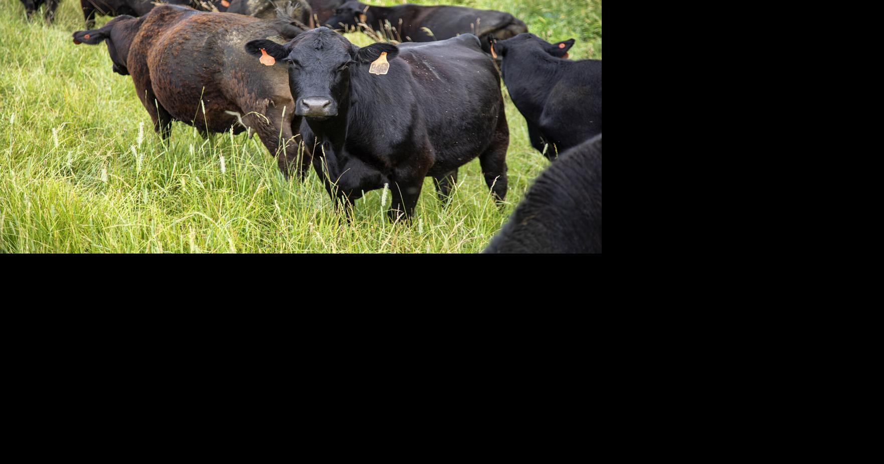 Dixon Springs Ag Center to host beef field day | General | farmweeknow.com