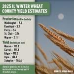 Illinois tops record wheat yield in 2025