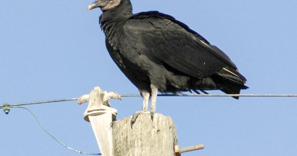 IFB awaiting approval for black vulture depredation permit | Livestock ...