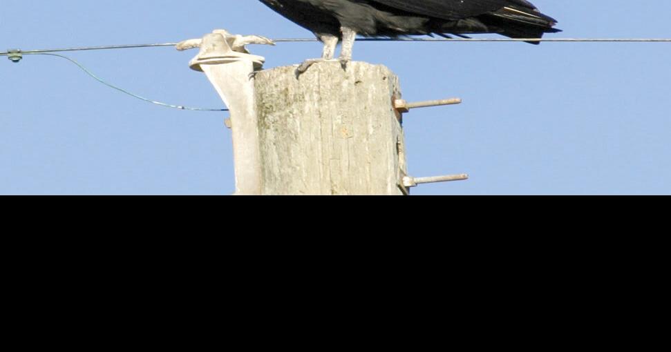 IFB awaiting approval for black vulture depredation permit Livestock
