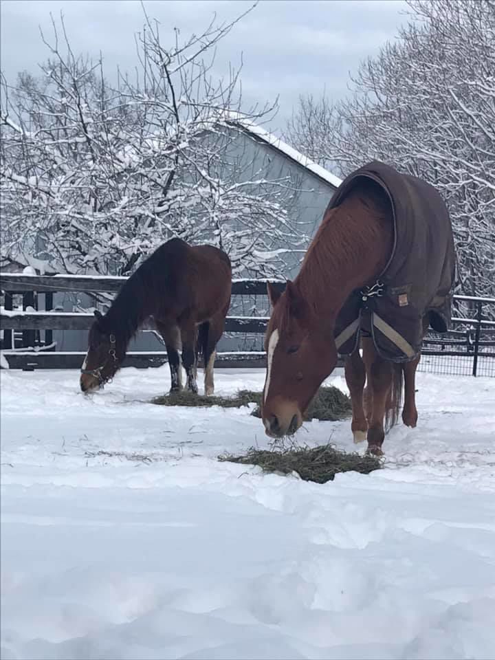 jan snow_Sarah McClain My Mustang on the left and my gelding on the right .jpg
