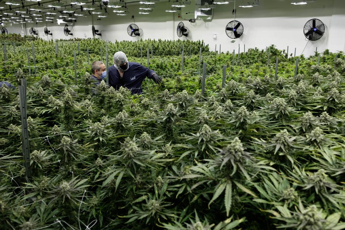 Recreational marijuana still isn't legal in Virginia and medical patients  face access challenges | Lifestyles | fauquier.com