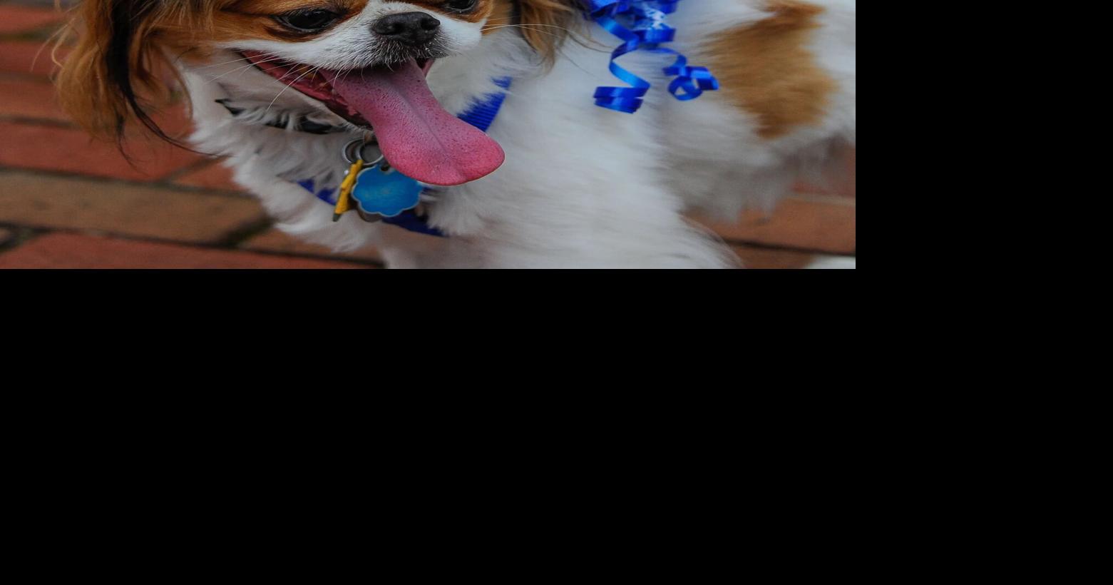 ALERT: Warrenton cancels July 4th 'kids and pets parade' due to extreme heat