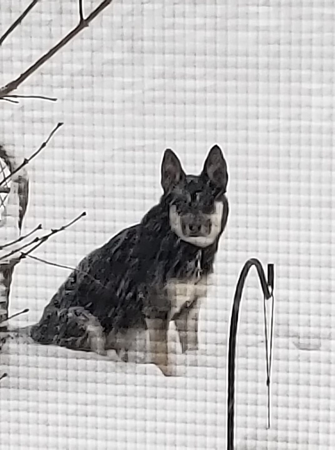 jan snow Keith Cubbage.jpg