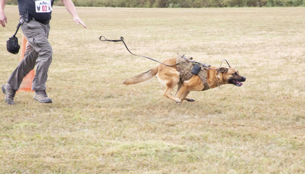 Iron Dog competition tests K9 skills News