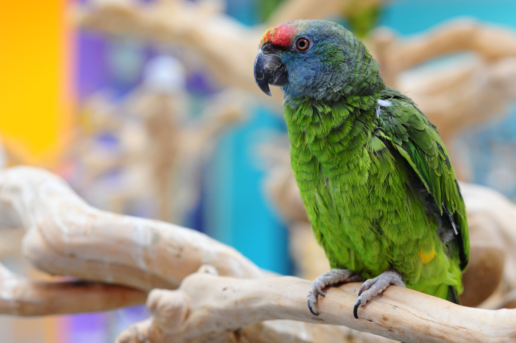 pet shop birds near me