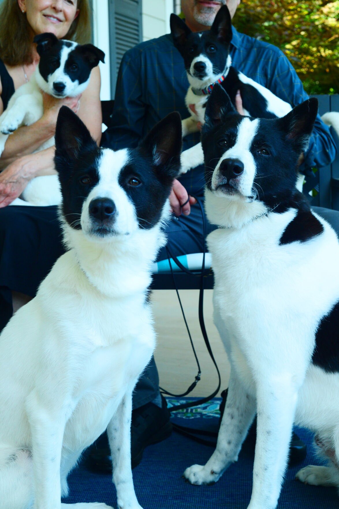 can canaan dog be black