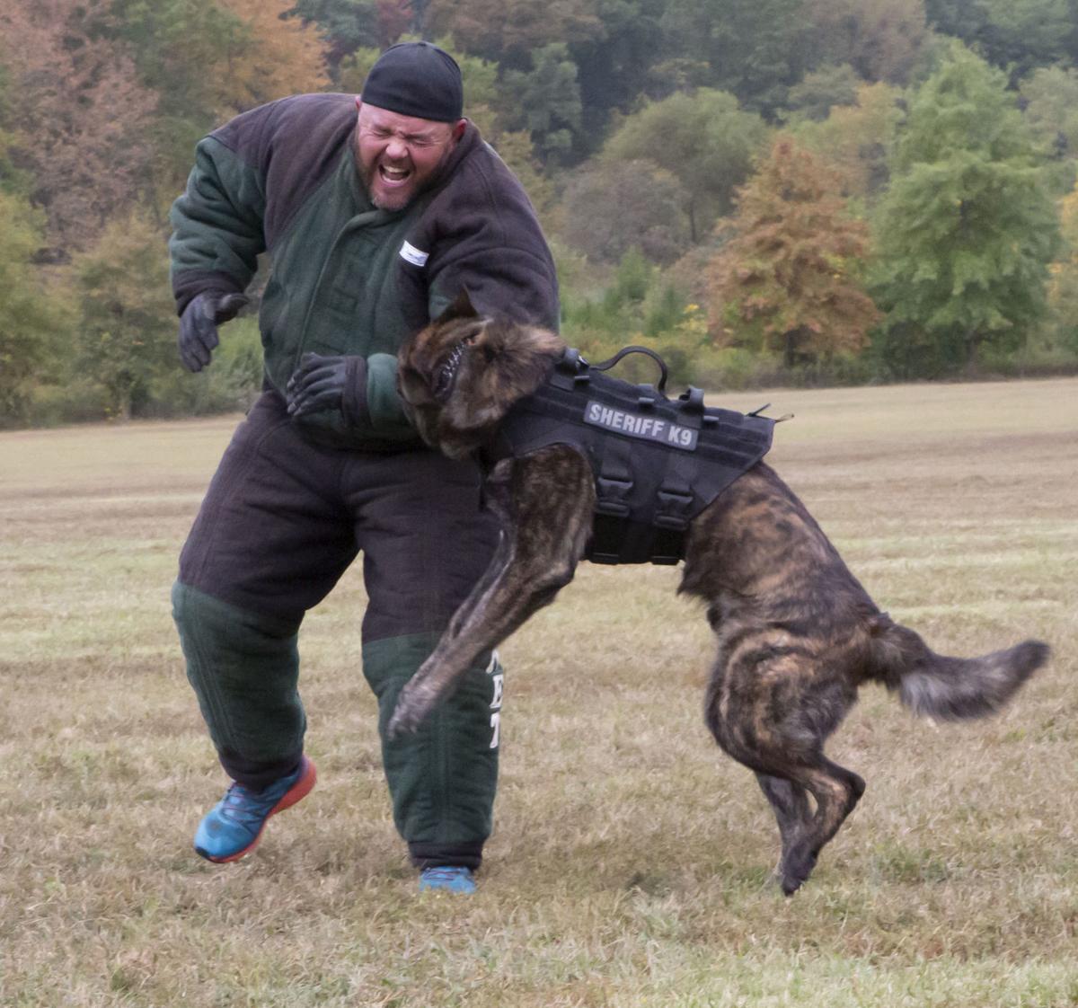 Iron Dog Competition Tests K 9 Skills News Fauquier Com