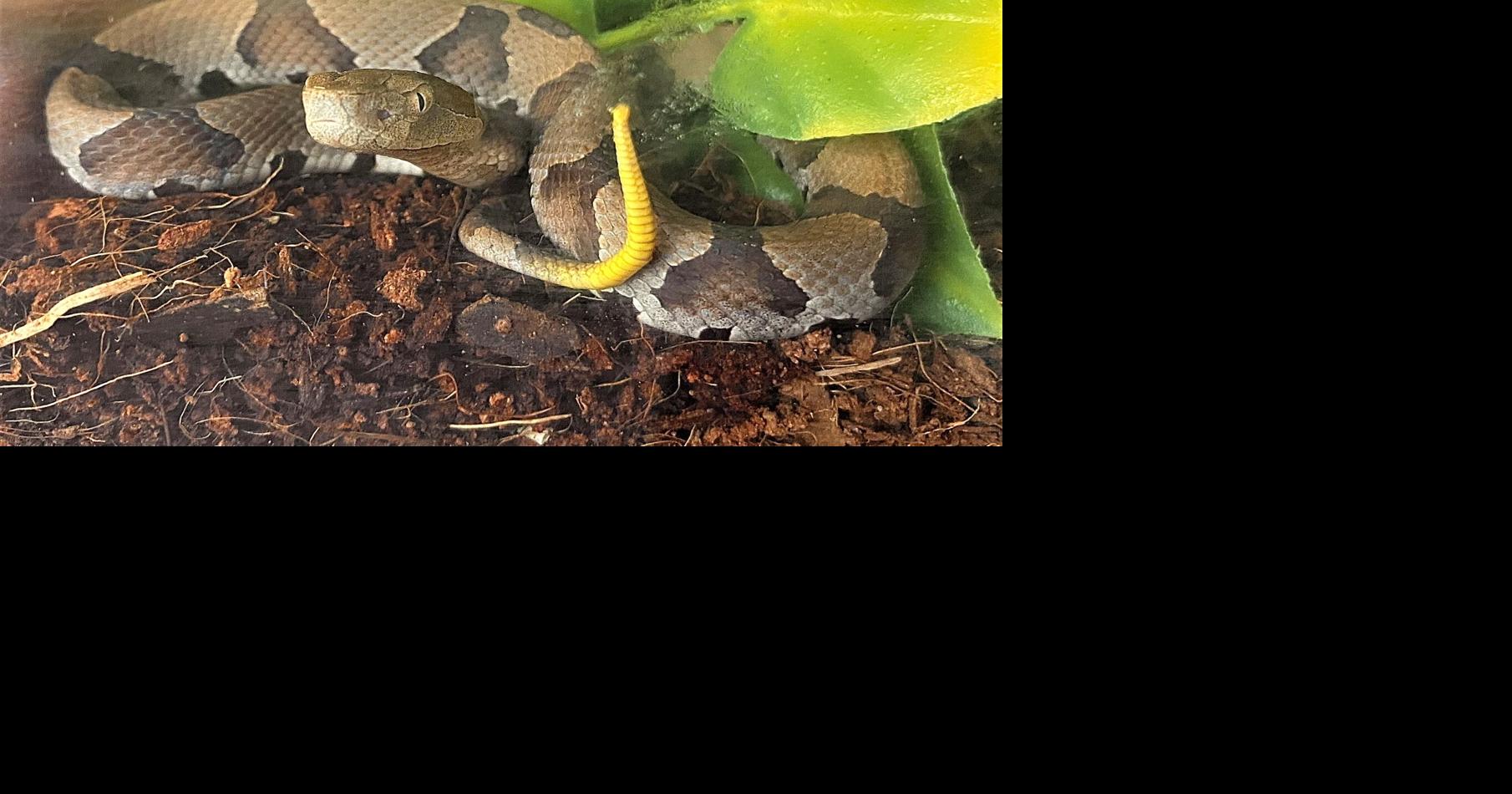 It’s baby copperhead snake season. Here’s what to know. News