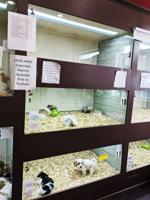 photo_ft_news_puppy shop-1 copy.jpg