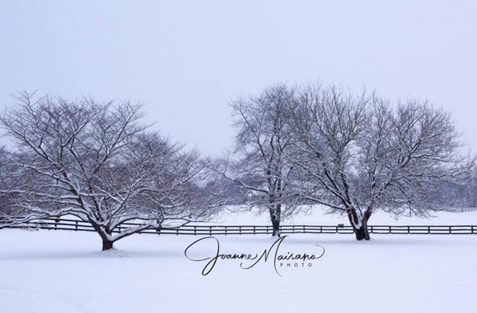 jan snow Joanne Maisano.jpg