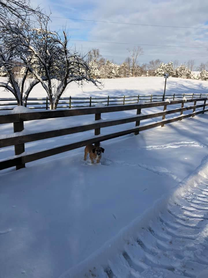 jan snow Rene Brown4.jpg