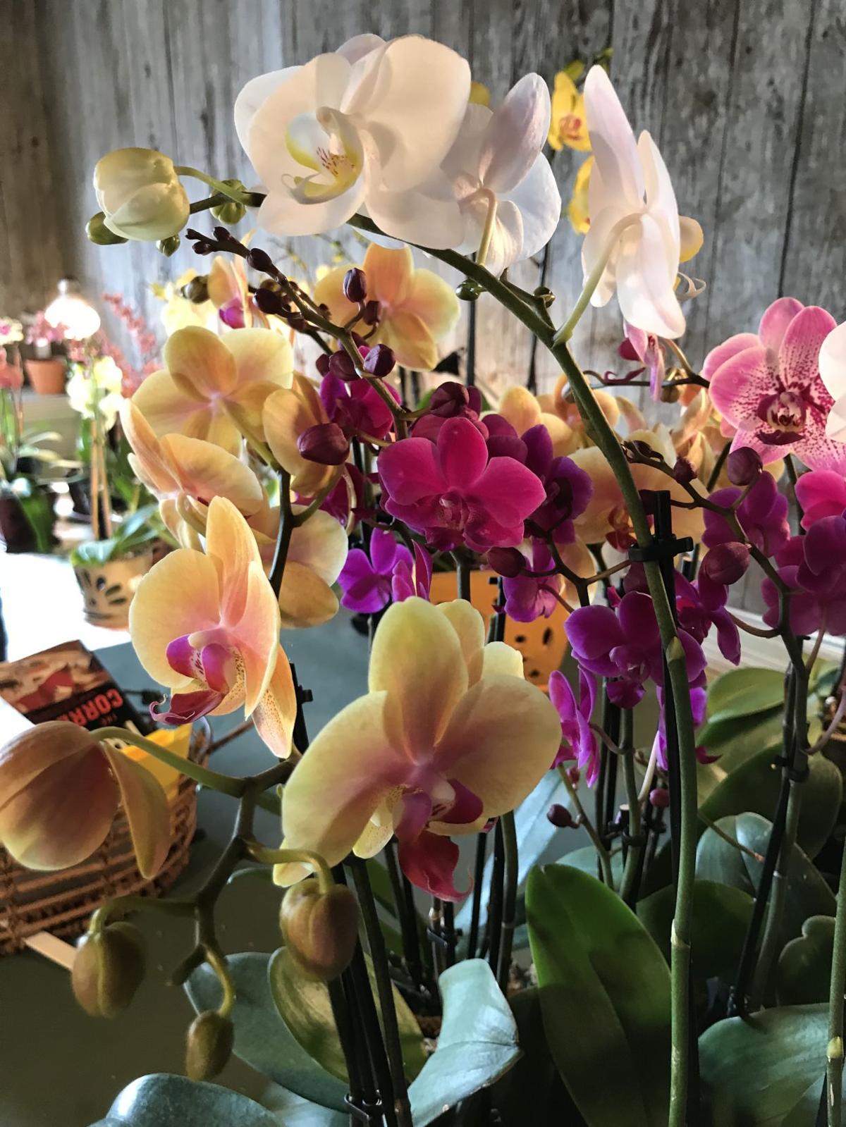 The Orchid Station Has A Near Two Decade History In Fauquier News Fauquier Com