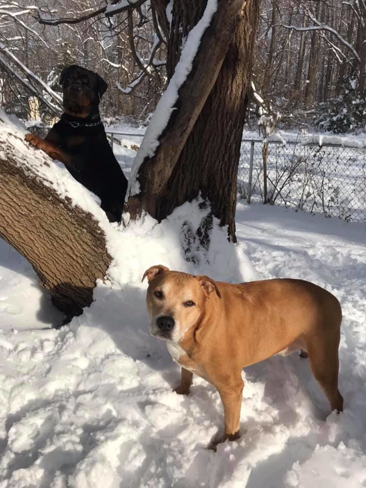 jan snow_Nicole Hagy Shaw Chewbacca and pnut. From broad run.jpg