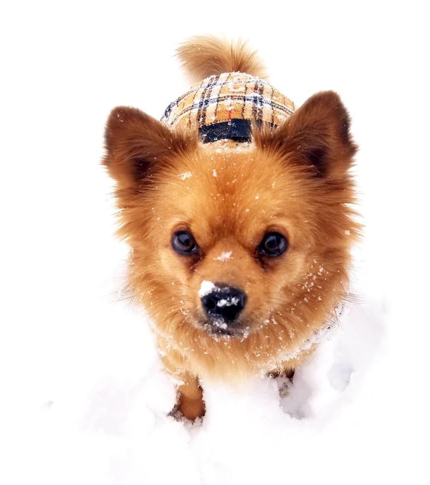 jan snow Sharon Wiggins Tucker chipom mix.jpg