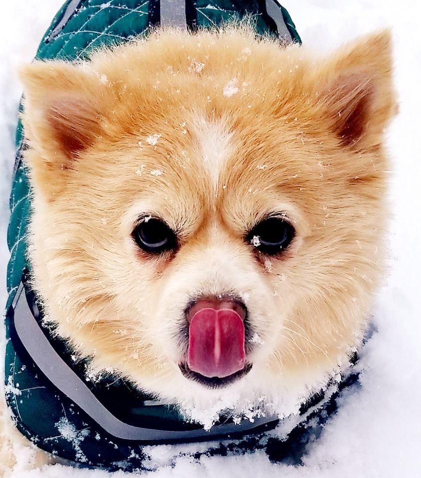 jan snow Sharon Wiggins Toby American eskimo mix.jpg