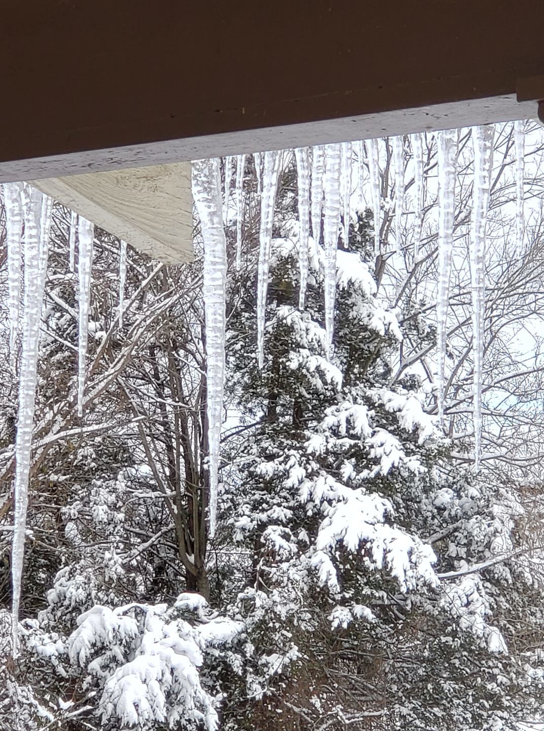 jan snow Tracy Hensley Bealeton.jpg