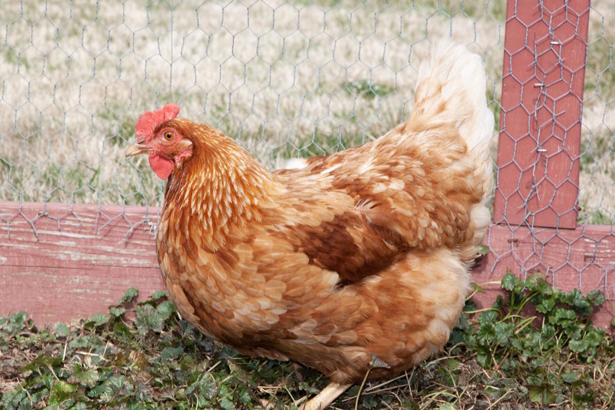 Rhode Island chicken flies the coop, gets her in court News | fauquier.com