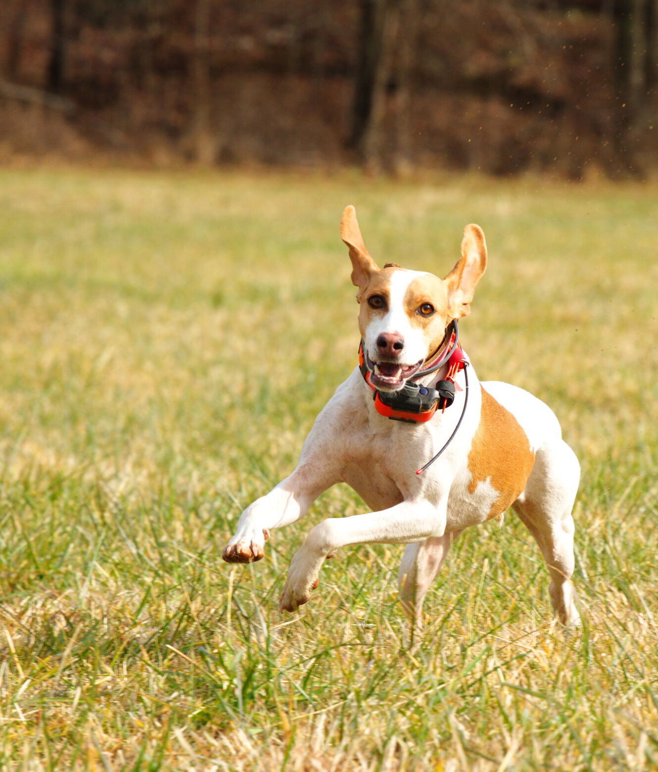 Lucky dog cheap lure coursing