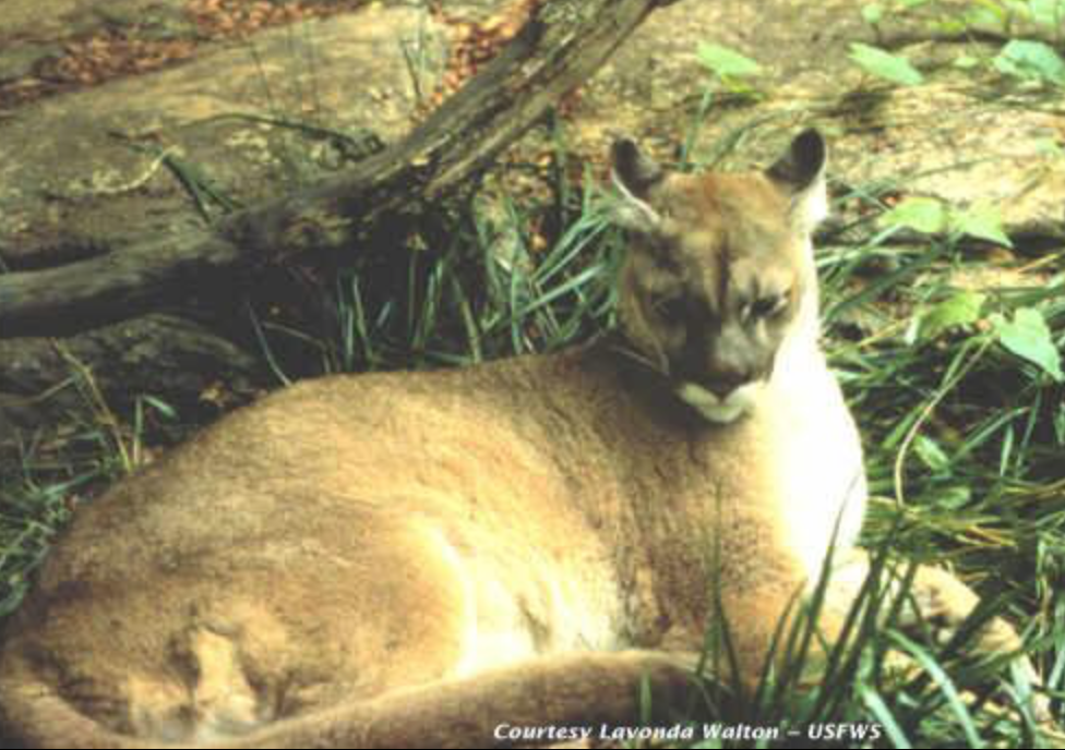 eastern puma is declared officially extinct