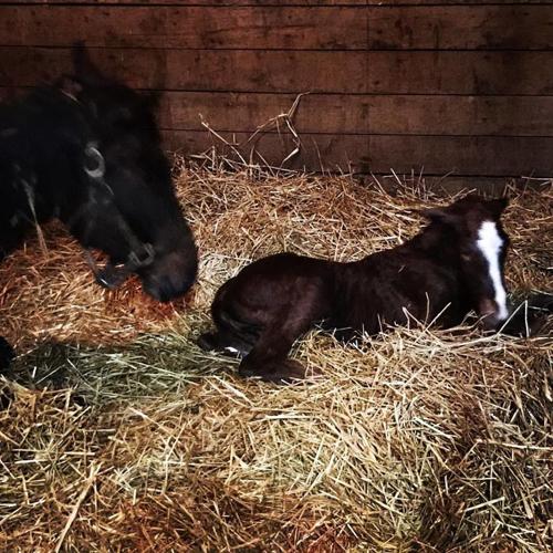 Meet the new colt: Trinity Episcopal Hunt Country Stable Tour this ...