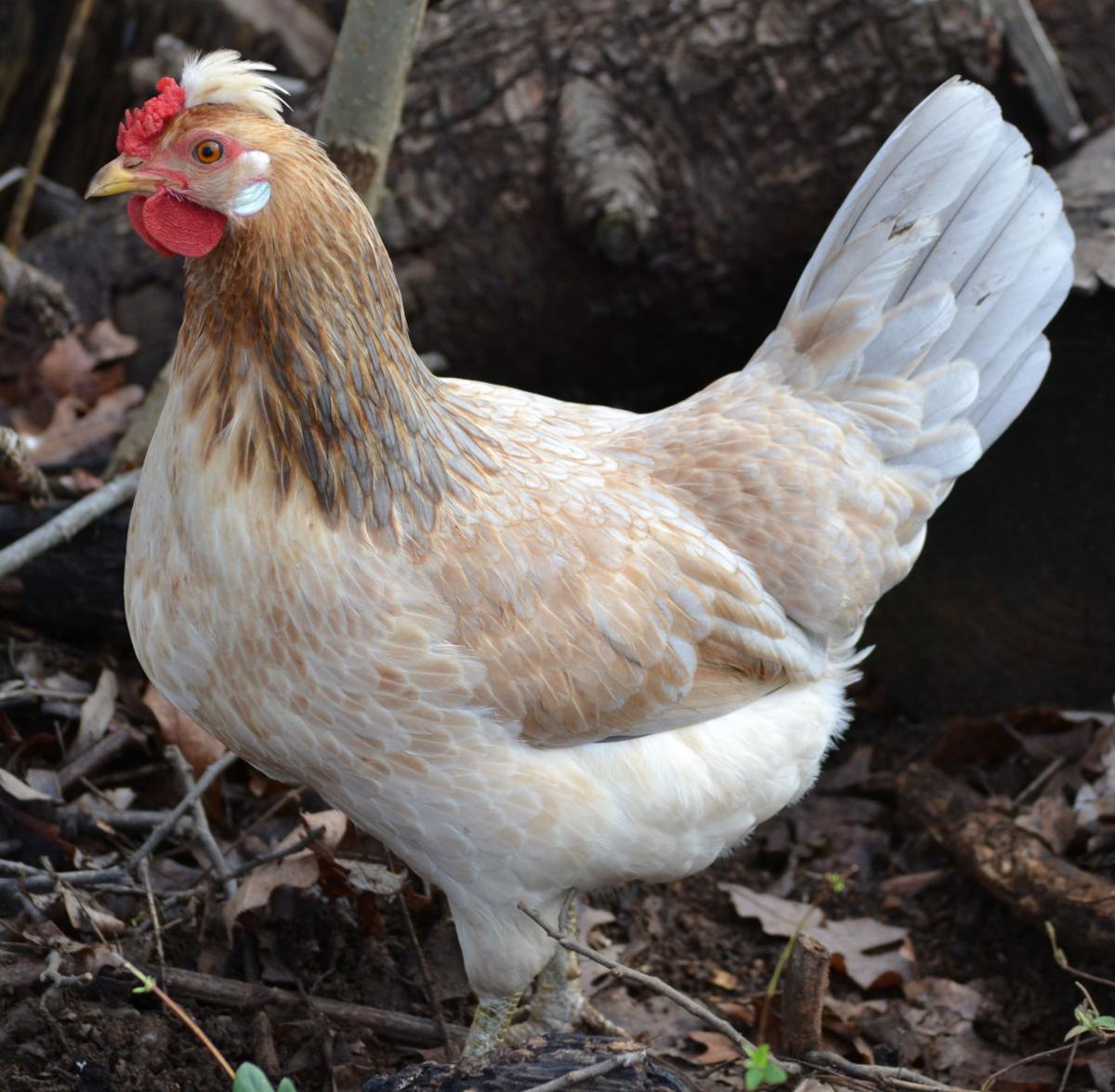 Meet The Chicken Man News Fauquier Com