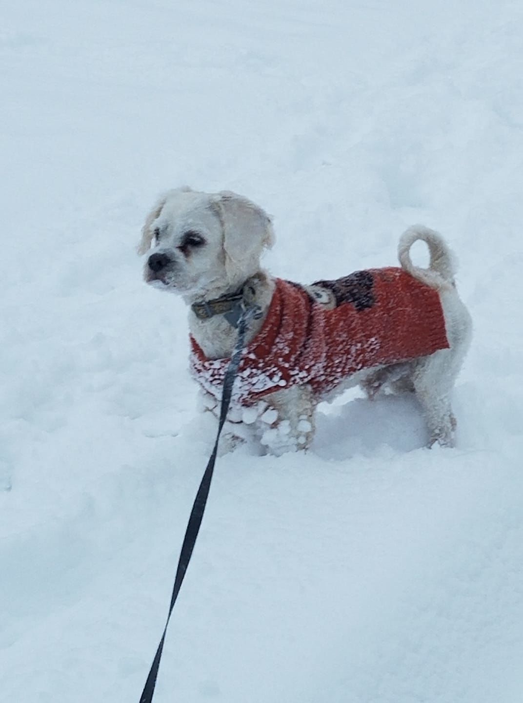 jan snow Gabriela Reyes.jpg