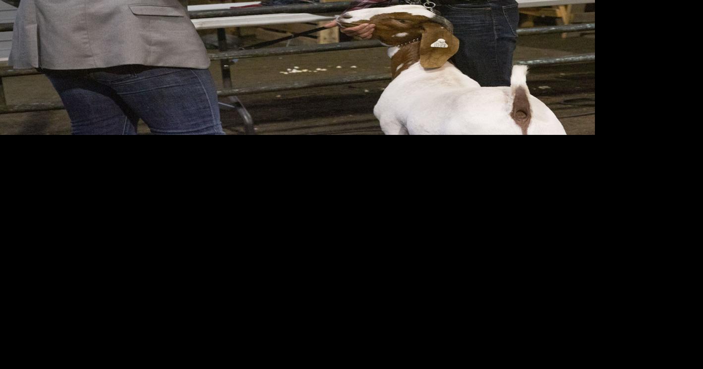 livestock sale 33.jpg