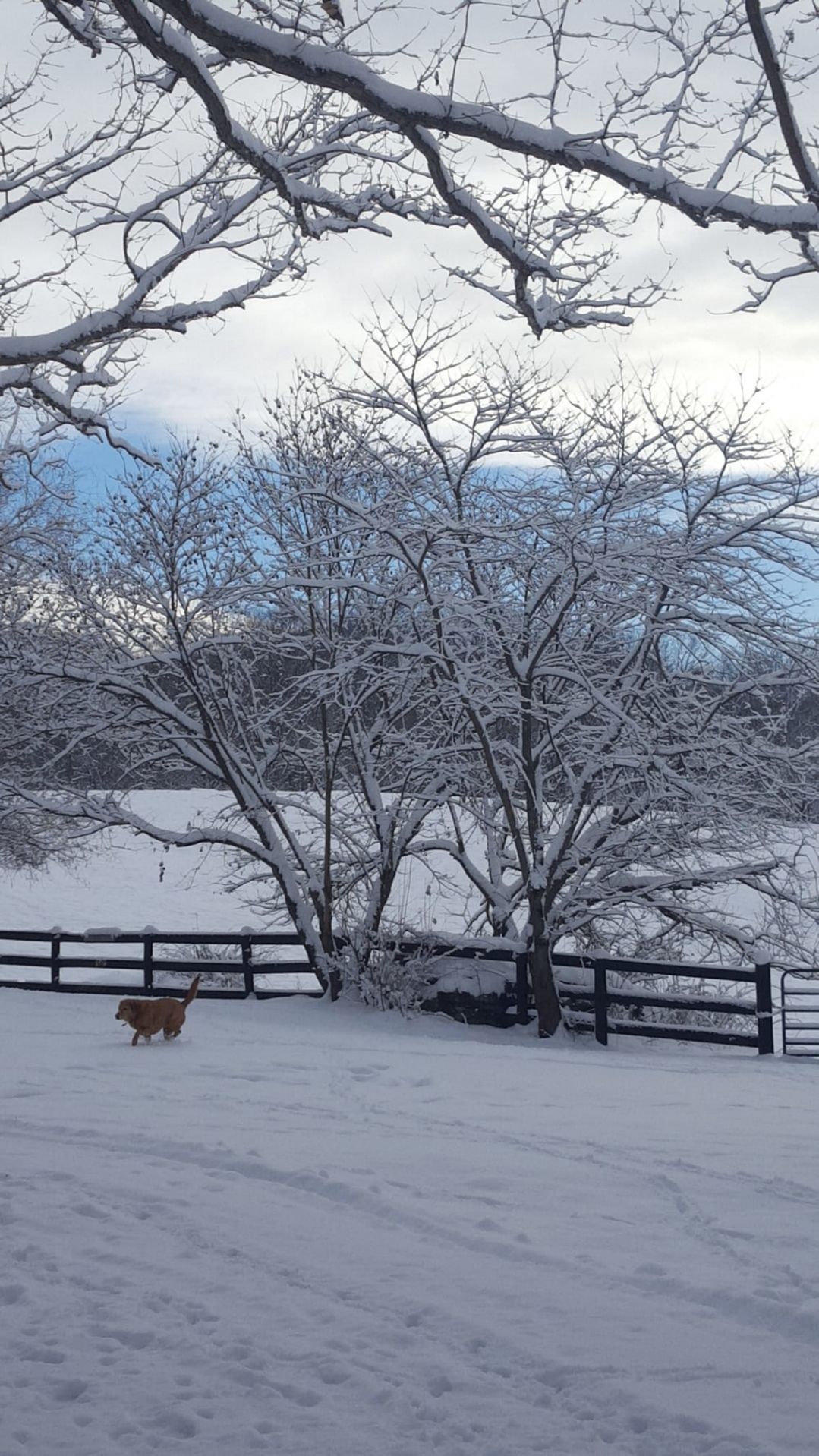 jan snow Gary Joyce Bozella3.jpg