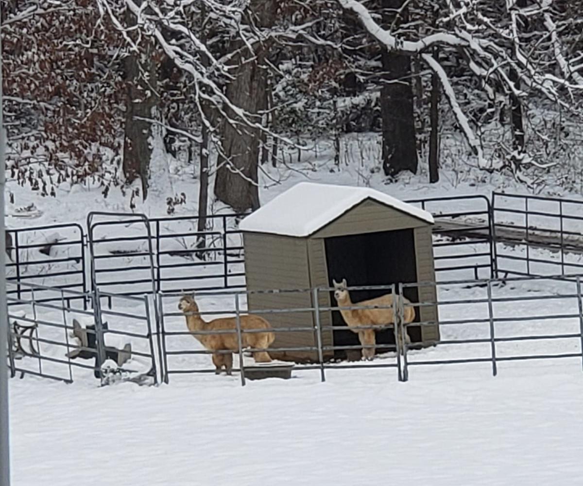jan snow Patty Woody Myers.jpg