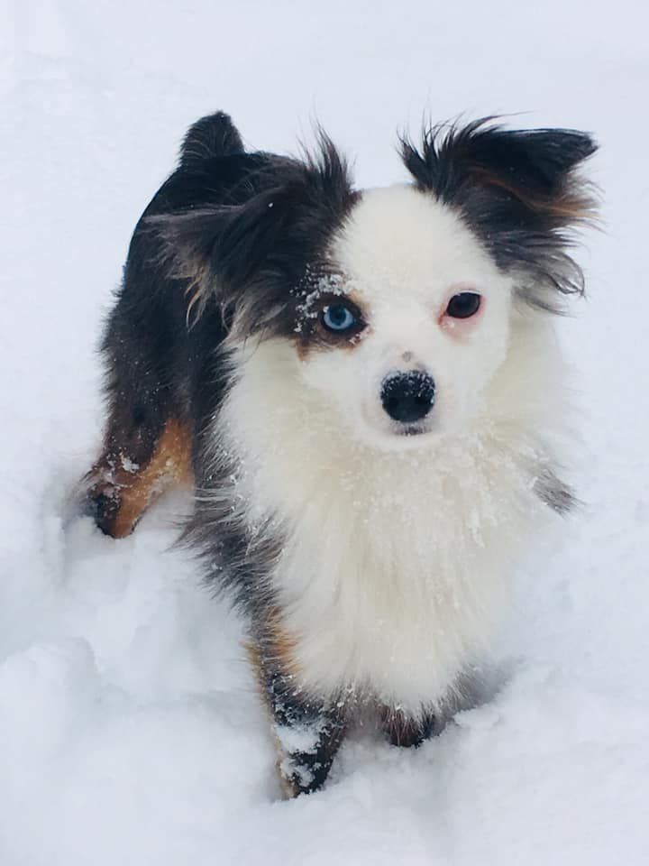 jAN SNOWKristin Fulcher Morrison.jpg
