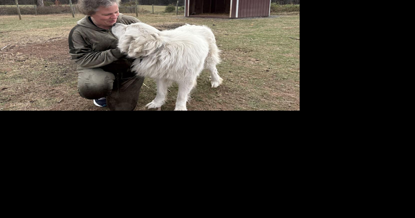 Sarge, a beloved Great Pyrenees, reunites with family