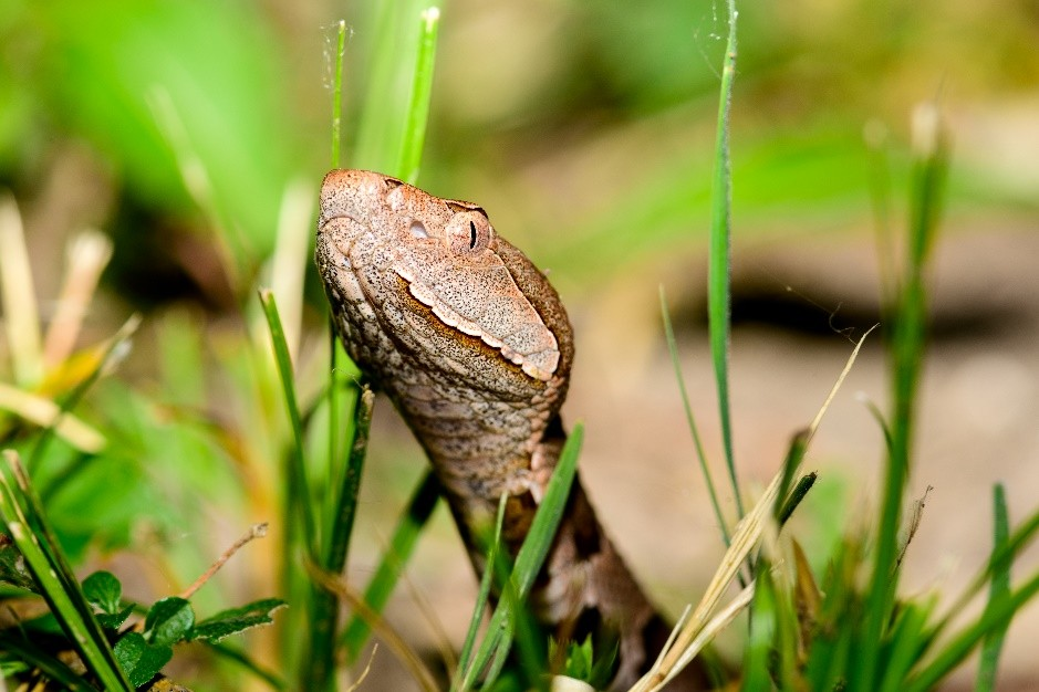 Local hospital reports rise in copperhead snake bites this year
