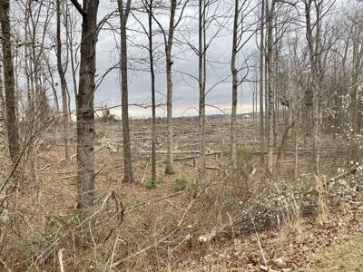Amazon data center site in Warrenton trees cut down site work