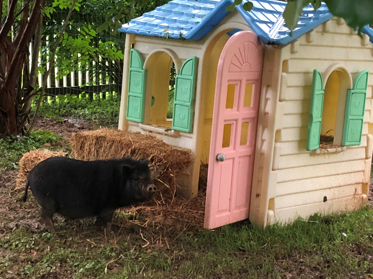 Warrenton Town Council Considers Resident S Request To Keep Pot Bellied Pig On Property News Fauquier Com