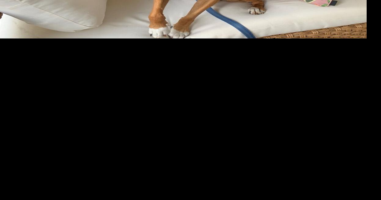 2026 READERS' CHOICE: Pets get special care at Paws Awhile