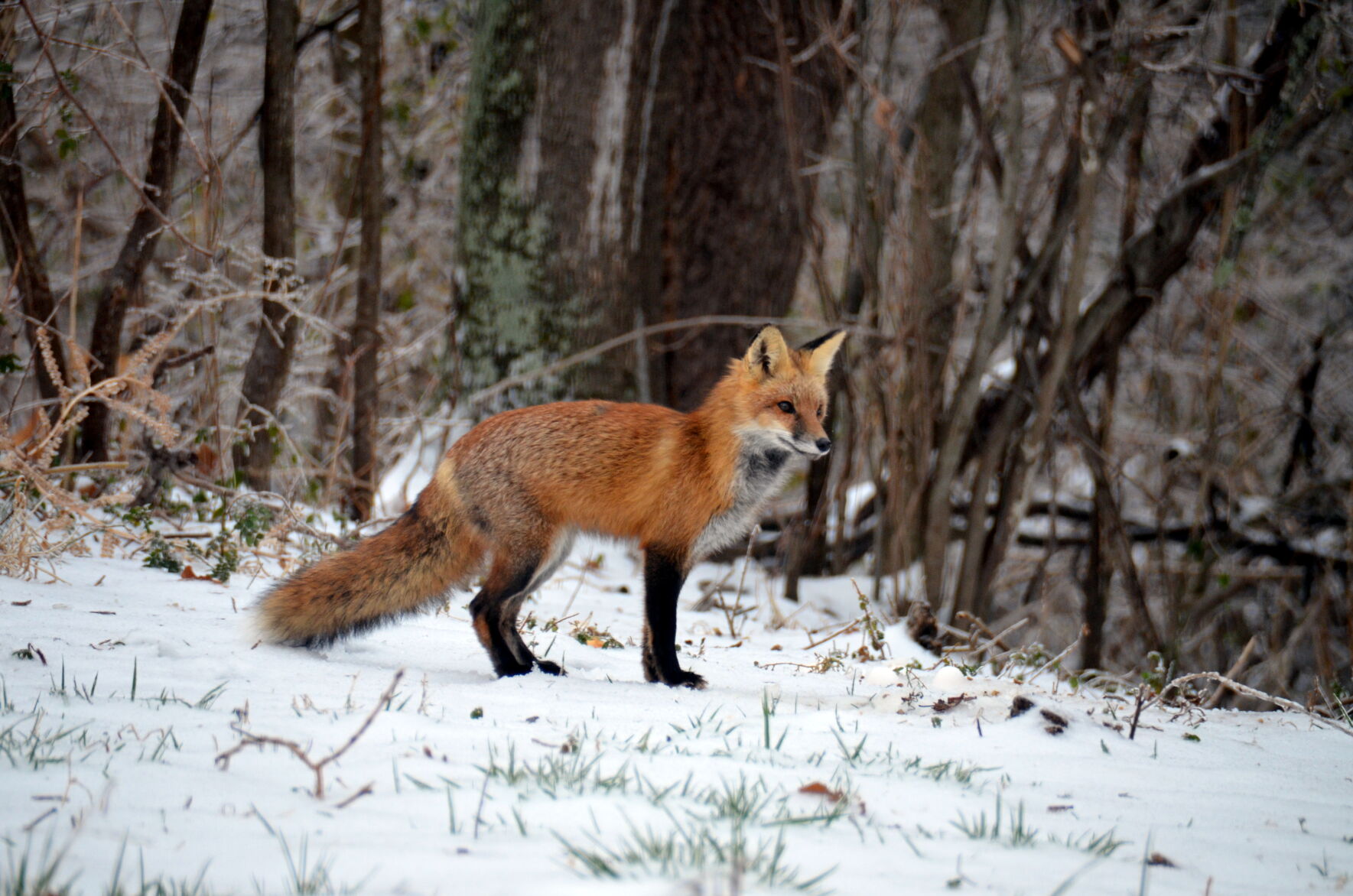 The Fox and the Hound – interspecies relationship is complex, but it's real | News - Vimarsana News
