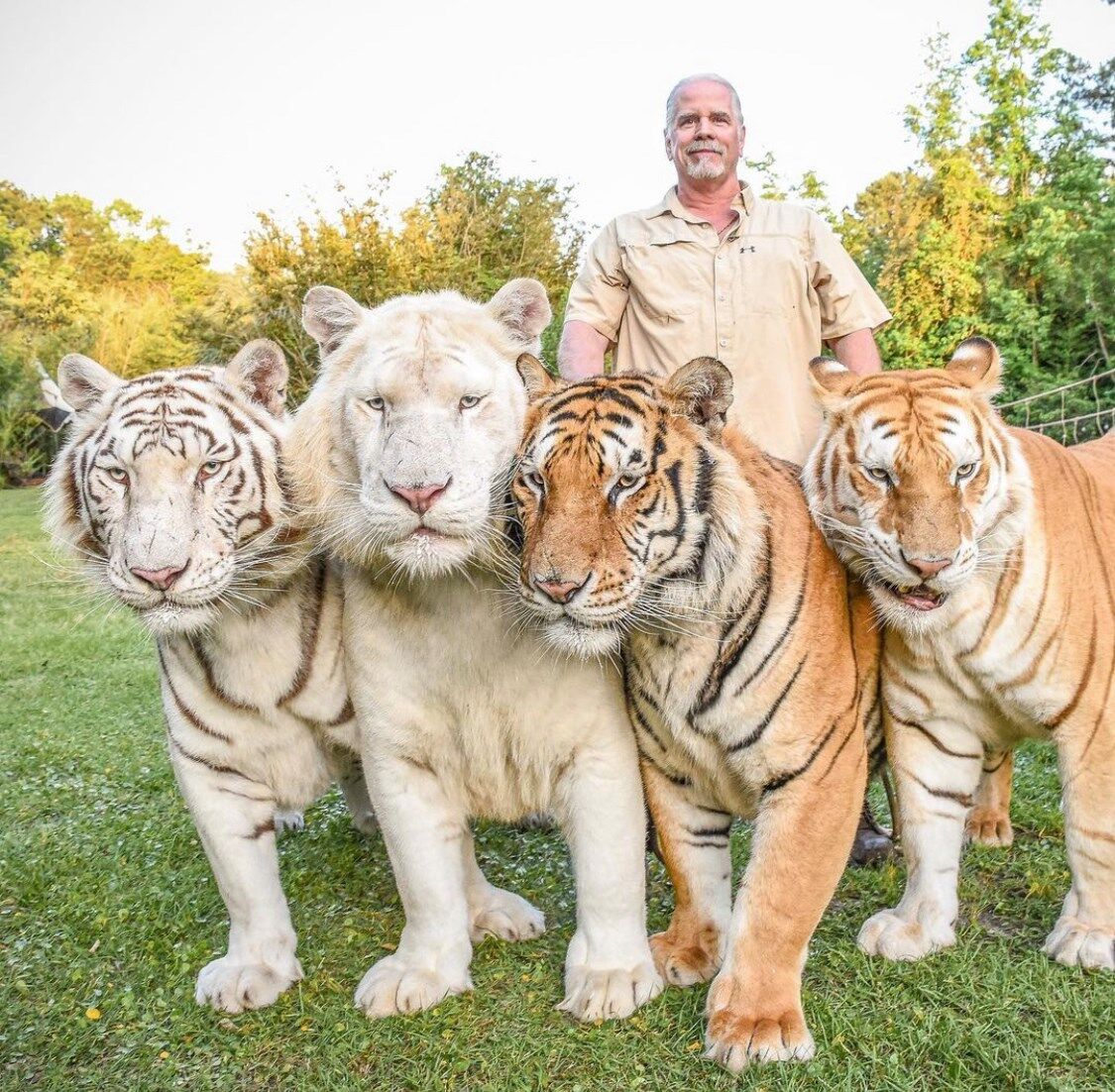 The tiger king time has come : r/bengals