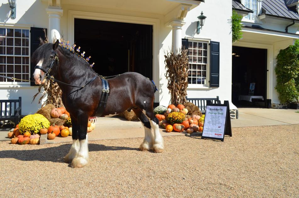 Ayrshire Farm hosts Fall Harvest Days Lifestyles