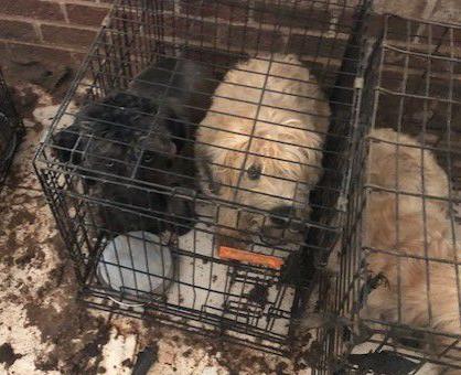 80 Puppies Seized From Alleged Puppy Mill In Southern Fauquier News Fauquier Com