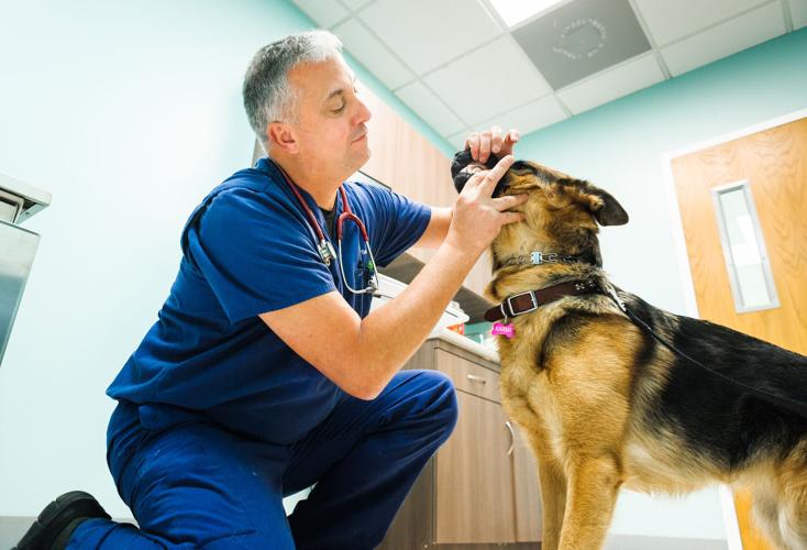 Willow Animal Hospital opens at Vint Hill | News 