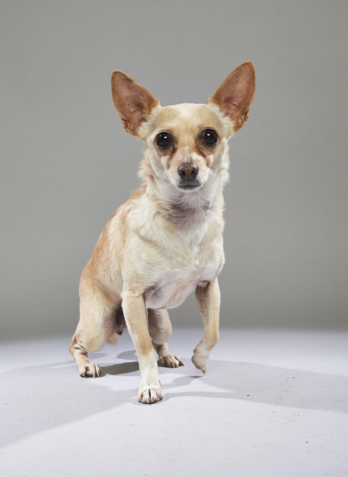 photos paws for seniors rescues participate in first ever dog bowl