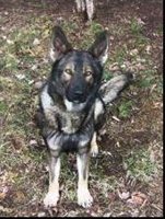 Retired Manassas Police K-9 'Mako' dies peacefully in handler's home