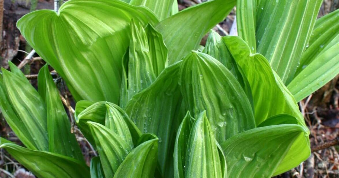 Poison Ramp More Virginians are foraging for ramps. Many are poisoning themselves ...