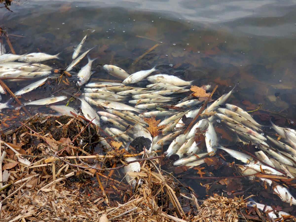 Nothing's fishy: Gizzard shad die-off at Lake Brittle is a common, natural  occurrence, News