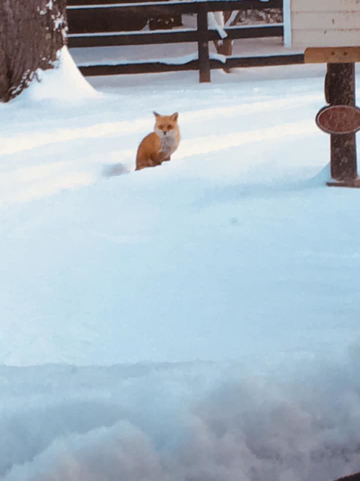jan snow_Caroline Reece Aquino Like my commute.jpg