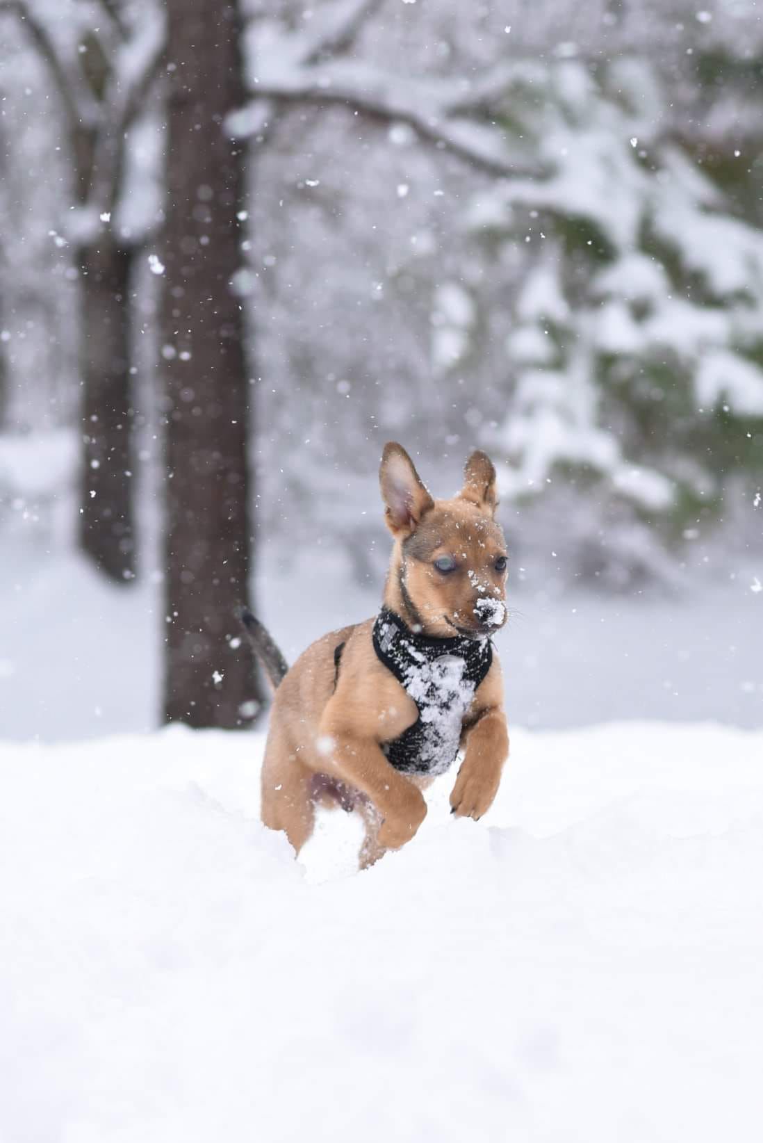 jan snow_Christine Marie.jpg