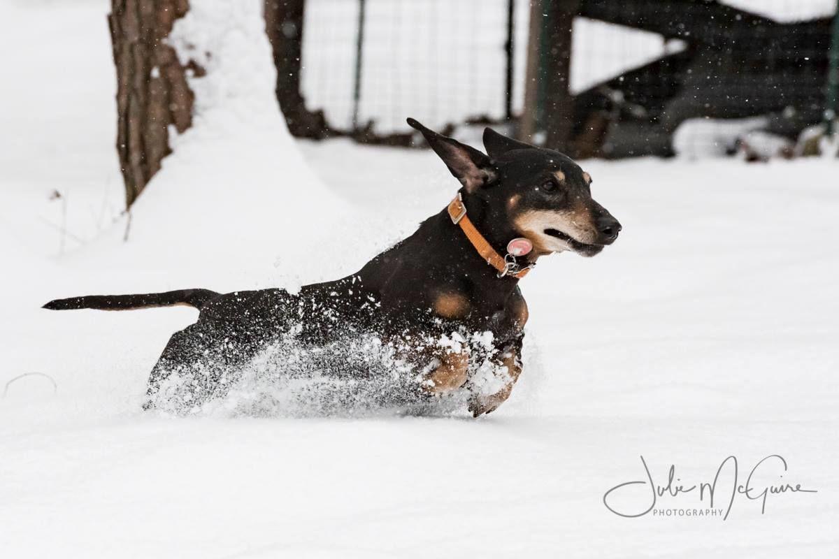 jan snow Julie McGuire My dachshund Mitzie is quite a snow pro!.jpg