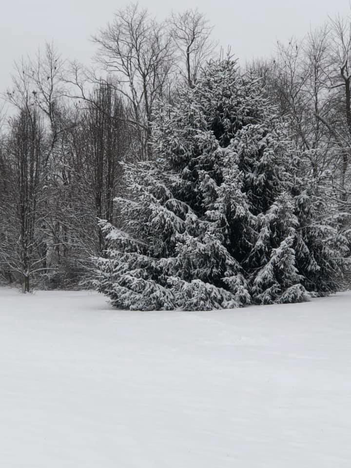 jan snow_Debra A. Reynard - Landes.jpg